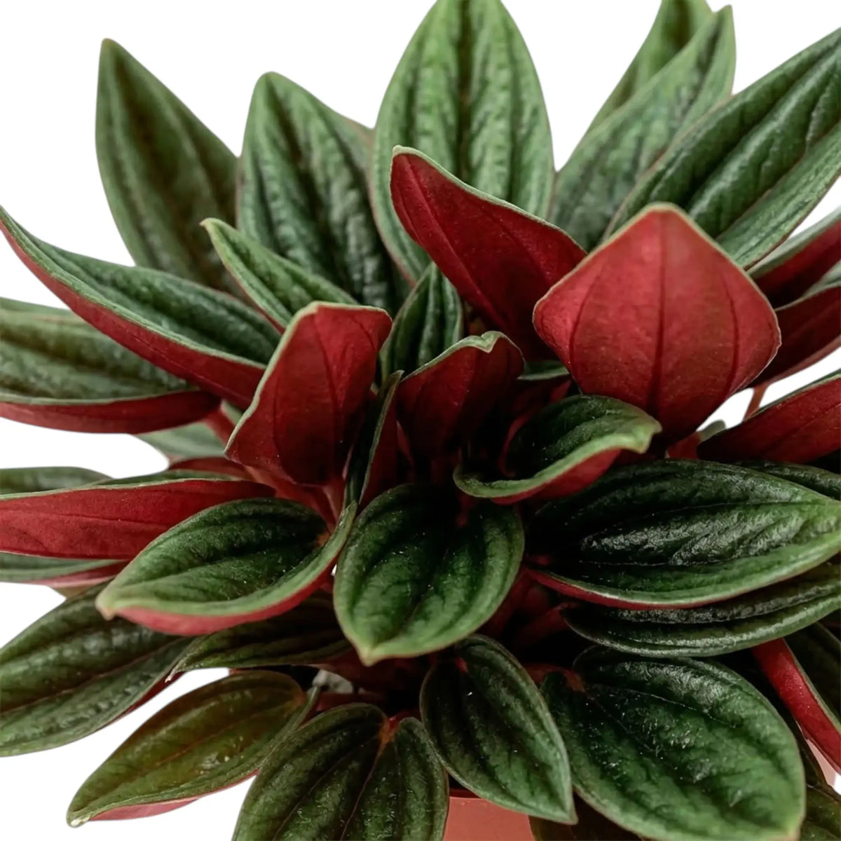 Peperomia ‘Eden Rosso’ foliage close-up with ridged green leaves and dark red undersides.