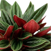 Peperomia ‘Eden Rosso’ foliage close-up with ridged green leaves and dark red undersides.