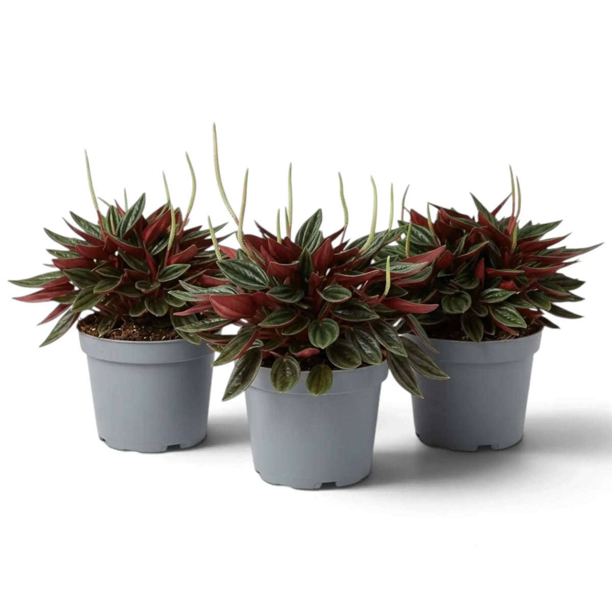 Peperomia ‘Eden Rosso’ with a compact mound of ridged green leaves on red-flushed leaf stalks.
