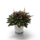 Peperomia ‘Eden Rosso’ with a compact mound of ridged green leaves on red-flushed leaf stalks.