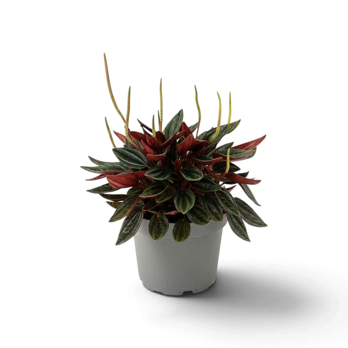 Peperomia ‘Eden Rosso’ with a compact mound of ridged green leaves on red-flushed leaf stalks.