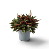 Peperomia ‘Eden Rosso’ with a compact mound of ridged green leaves on red-flushed leaf stalks.