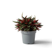 Peperomia ‘Eden Rosso’ with a compact mound of ridged green leaves on red-flushed leaf stalks.
