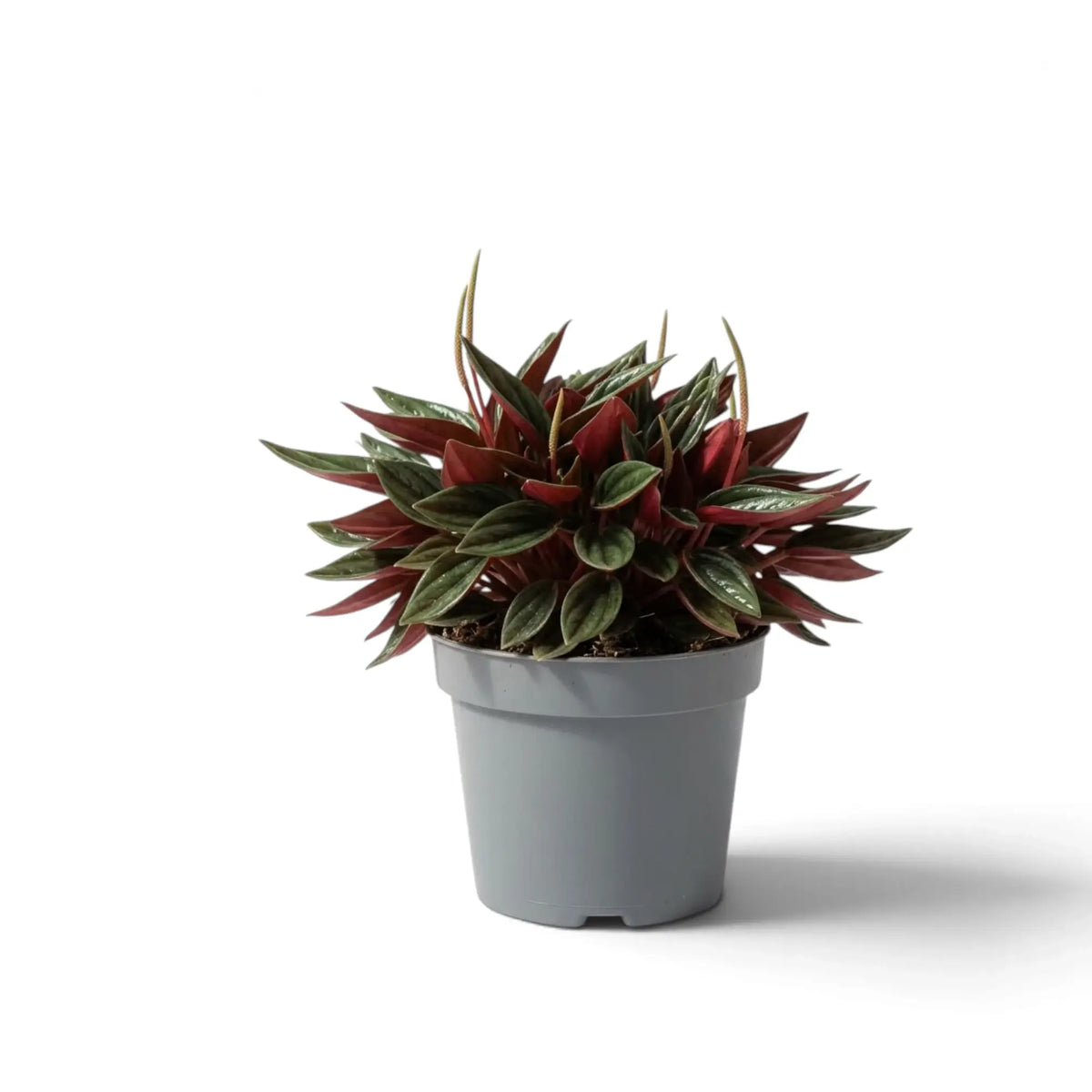 Peperomia ‘Eden Rosso’ with a compact mound of ridged green leaves on red-flushed leaf stalks.