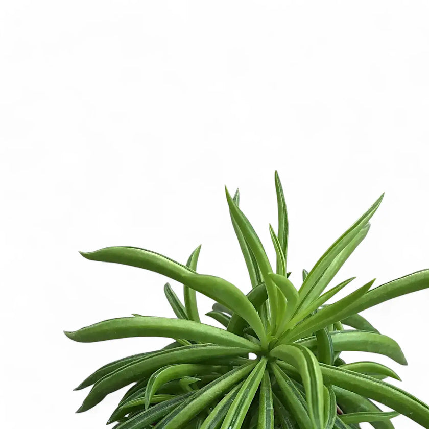 Peperomia ferreyrae 'Happy Bean' ('Nevada') – Blattdetail vor weißem Hintergrund..