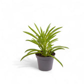 Peperomia ferreyrae 'Happy Bean' ('Nevada') Zimmerpflanze im Anzuchttopf vor weißem Hintergrund, Produktfoto 2.