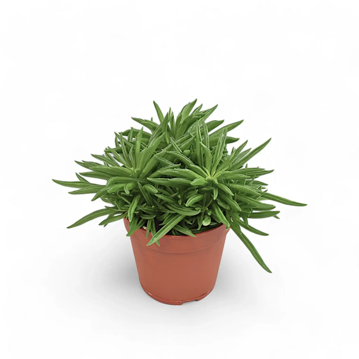 Peperomia ferreyrae 'Happy Bean' ('Nevada') Zimmerpflanze im Anzuchttopf vor weißem Hintergrund, Produktfoto 3.