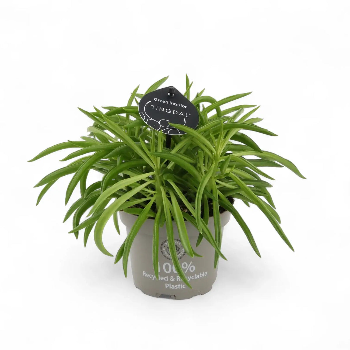 Peperomia ferreyrae 'Happy Bean' ('Nevada') Zimmerpflanze im Anzuchttopf vor weißem Hintergrund, Produktfoto 5.