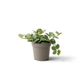 Peperomia ‘Hope’ baby plant with round succulent leaves on short stems