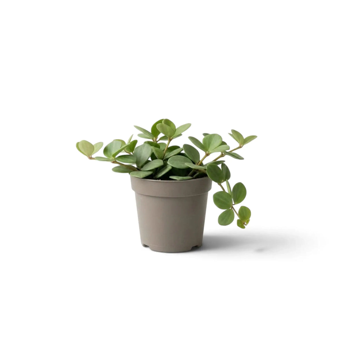 Peperomia ‘Hope’ baby plant with round succulent leaves on short stems