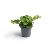 Peperomia ‘Hope’ baby plant with round succulent leaves on short stems