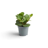 Peperomia ‘Hope’ baby plant with round succulent leaves on short stems