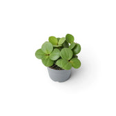 Peperomia ‘Hope’ baby plant with round succulent leaves on short stems