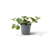 Peperomia ‘Hope’ baby plant with round succulent leaves on short stems