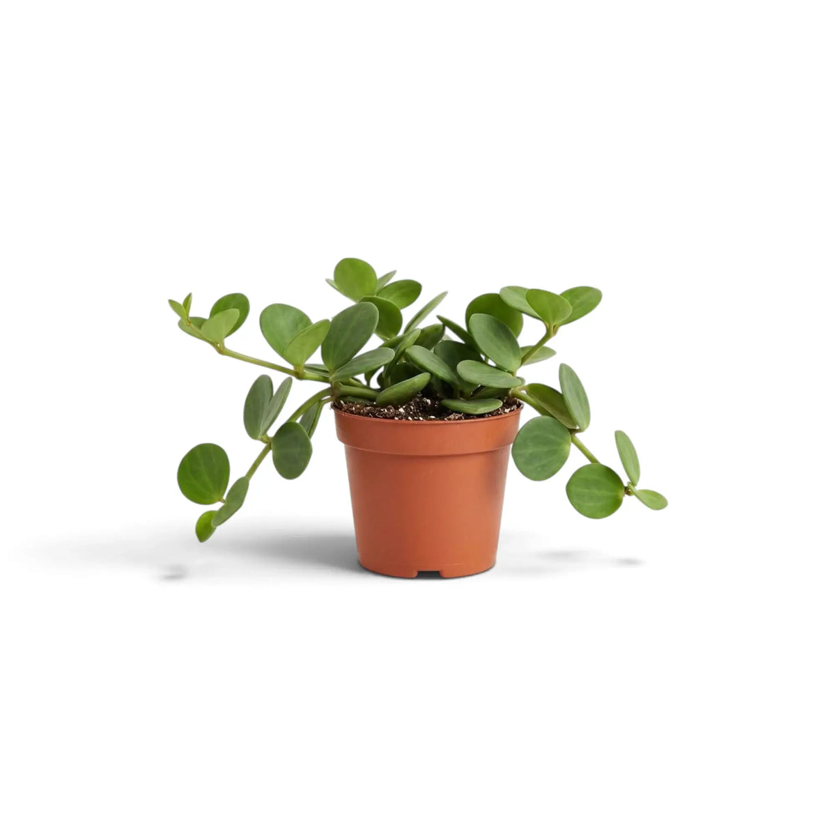 Peperomia ‘Hope’ baby plant with round succulent leaves on short stems