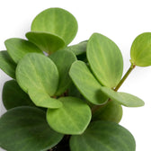 Round succulent leaves of Peperomia ‘Hope’ on trailing stems