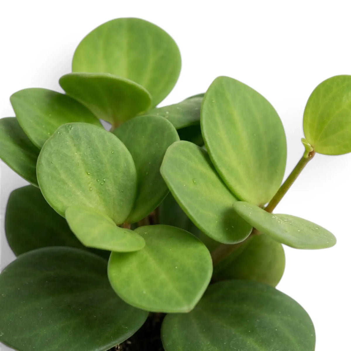 Round succulent leaves of Peperomia ‘Hope’ on trailing stems