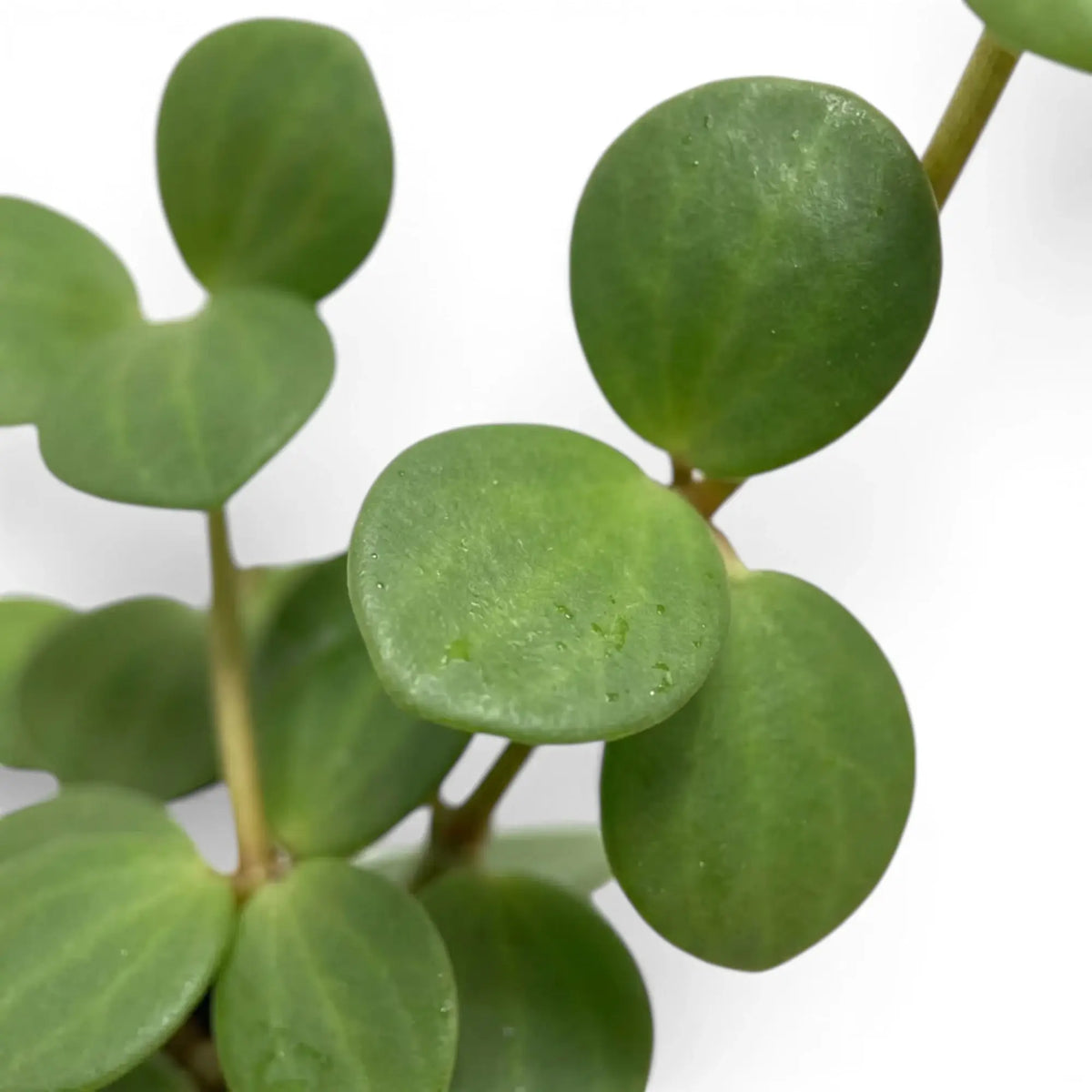 Round succulent leaves of Peperomia ‘Hope’ on trailing stems