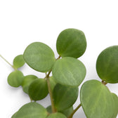 Round succulent leaves of Peperomia ‘Hope’ on trailing stems