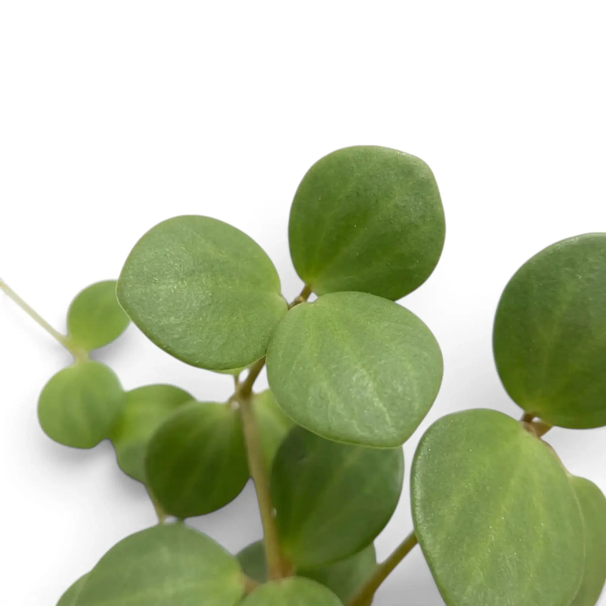 Round succulent leaves of Peperomia ‘Hope’ on trailing stems