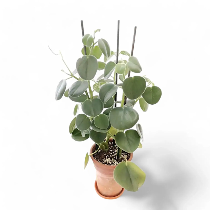 Peperomia 'Hovaria' Zimmerpflanze im Anzuchttopf vor weißem Hintergrund, Produktfoto 2.