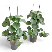Peperomia 'Hovaria' Zimmerpflanze im Anzuchttopf vor weißem Hintergrund, Produktfoto 3.