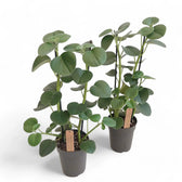 Peperomia 'Hovaria' Zimmerpflanze im Anzuchttopf vor weißem Hintergrund, Produktfoto 4.