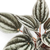 Peperomia 'Mendoza' – Blattdetail vor weißem Hintergrund..