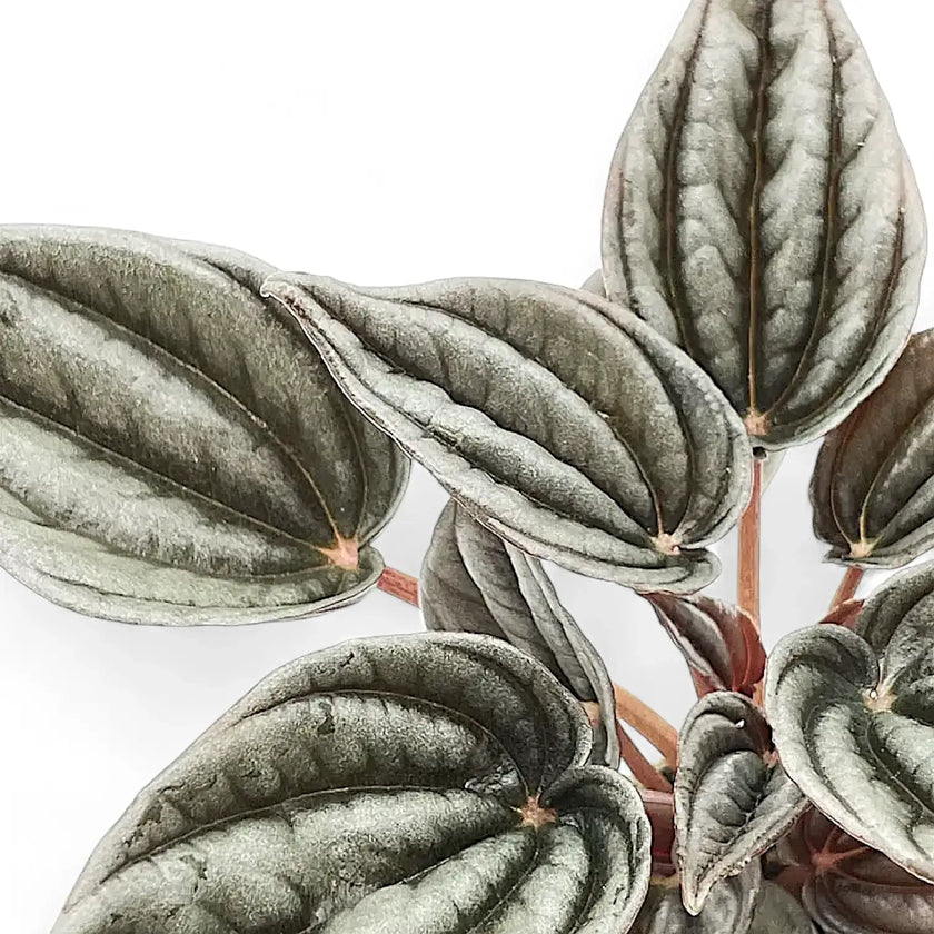 Peperomia 'Mendoza' – Blattdetail vor weißem Hintergrund..