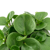 Blattgruppe der Peperomia obtusifolia mit glatten, fleischigen, ovalen Blättern.