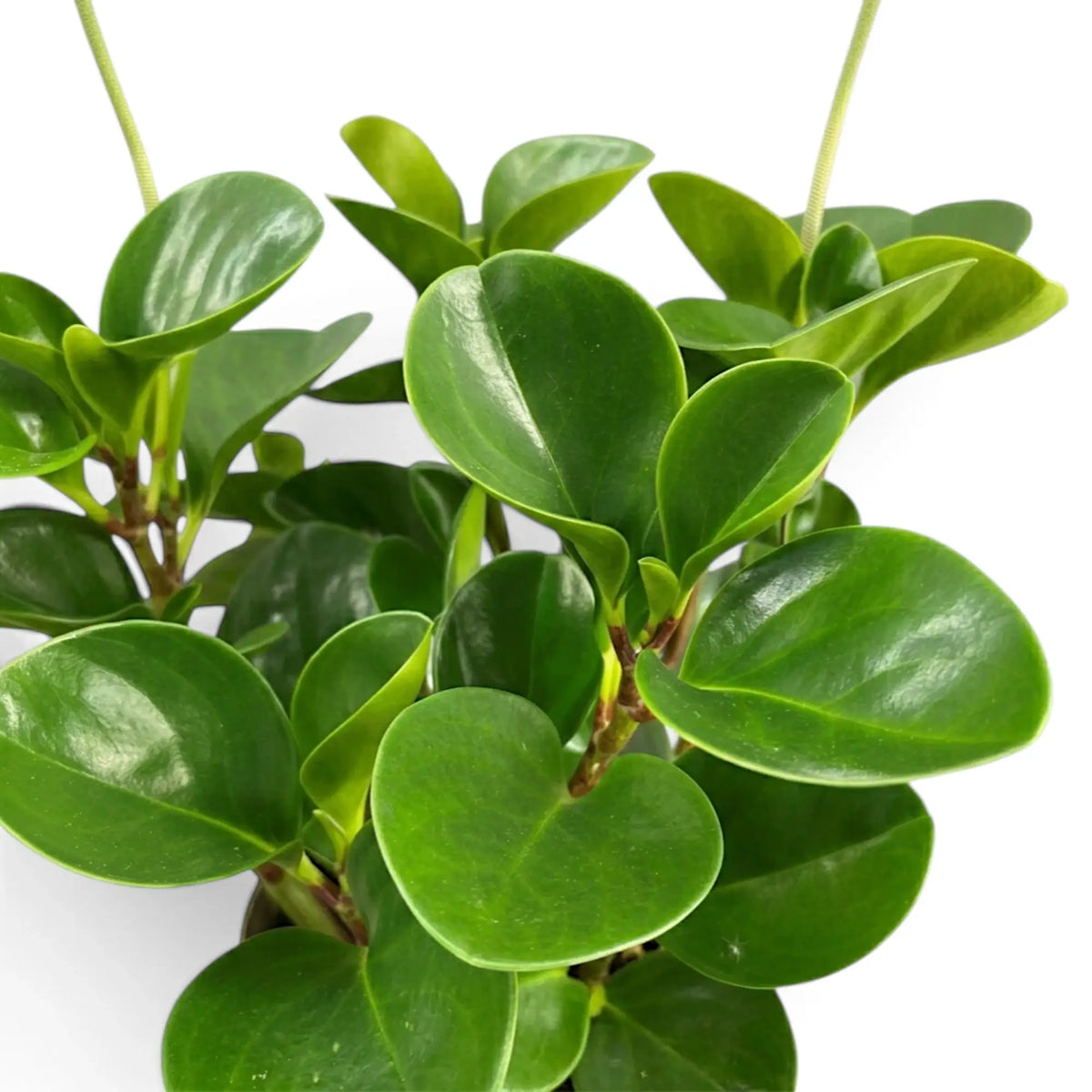 Glänzendes Laub der Peperomia obtusifolia mit aufrechten Blütenähren.