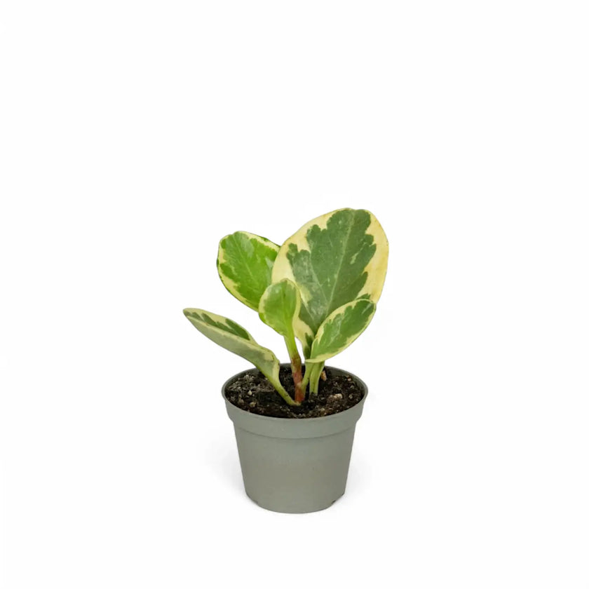 Peperomia obtusifolia 'Green Gold' – Zimmerpflanze im Kulturtopf auf weißem Hintergrund, Produktfoto 2.