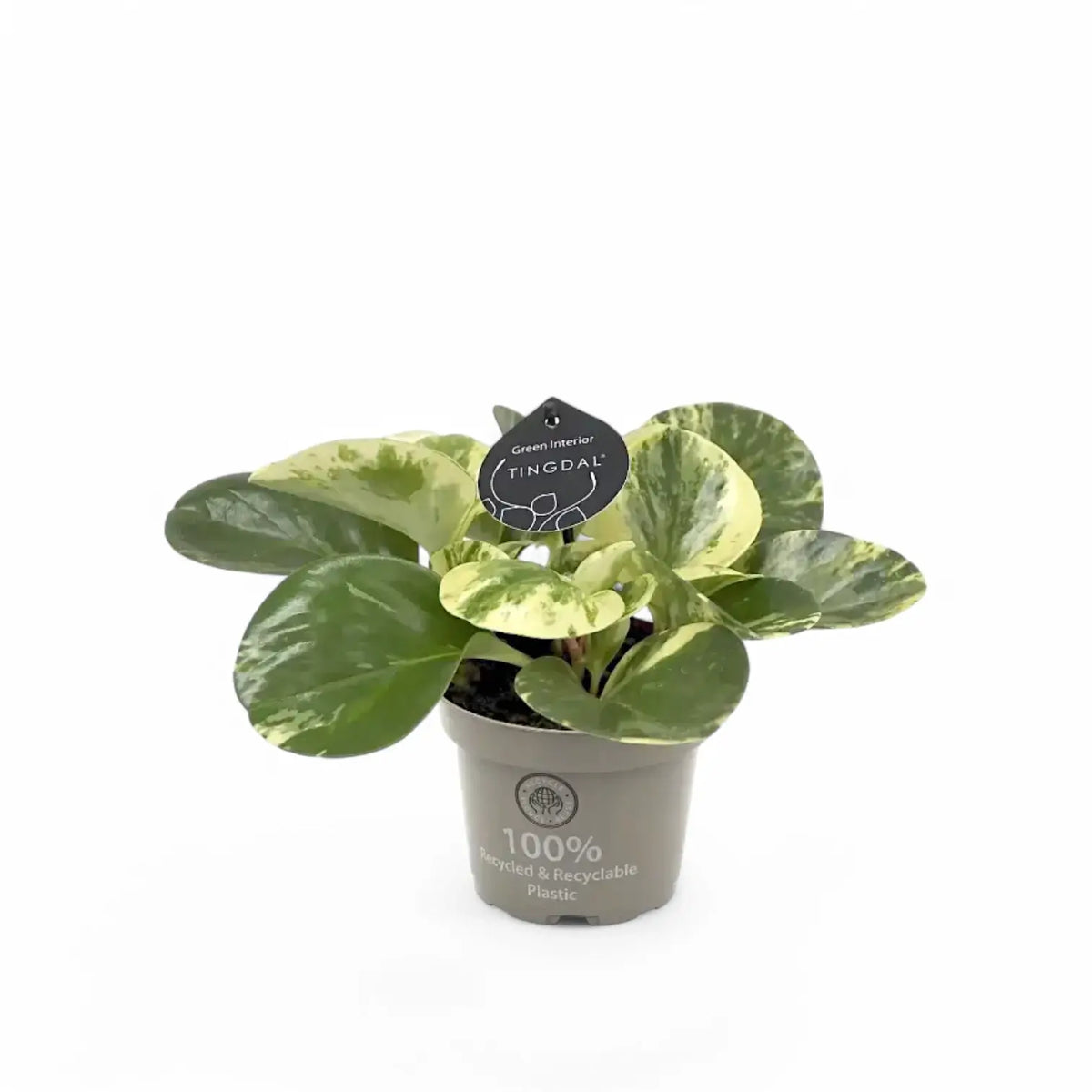 Peperomia obtusifolia 'Green Gold' – Zimmerpflanze im Kulturtopf auf weißem Hintergrund, Produktfoto 3.