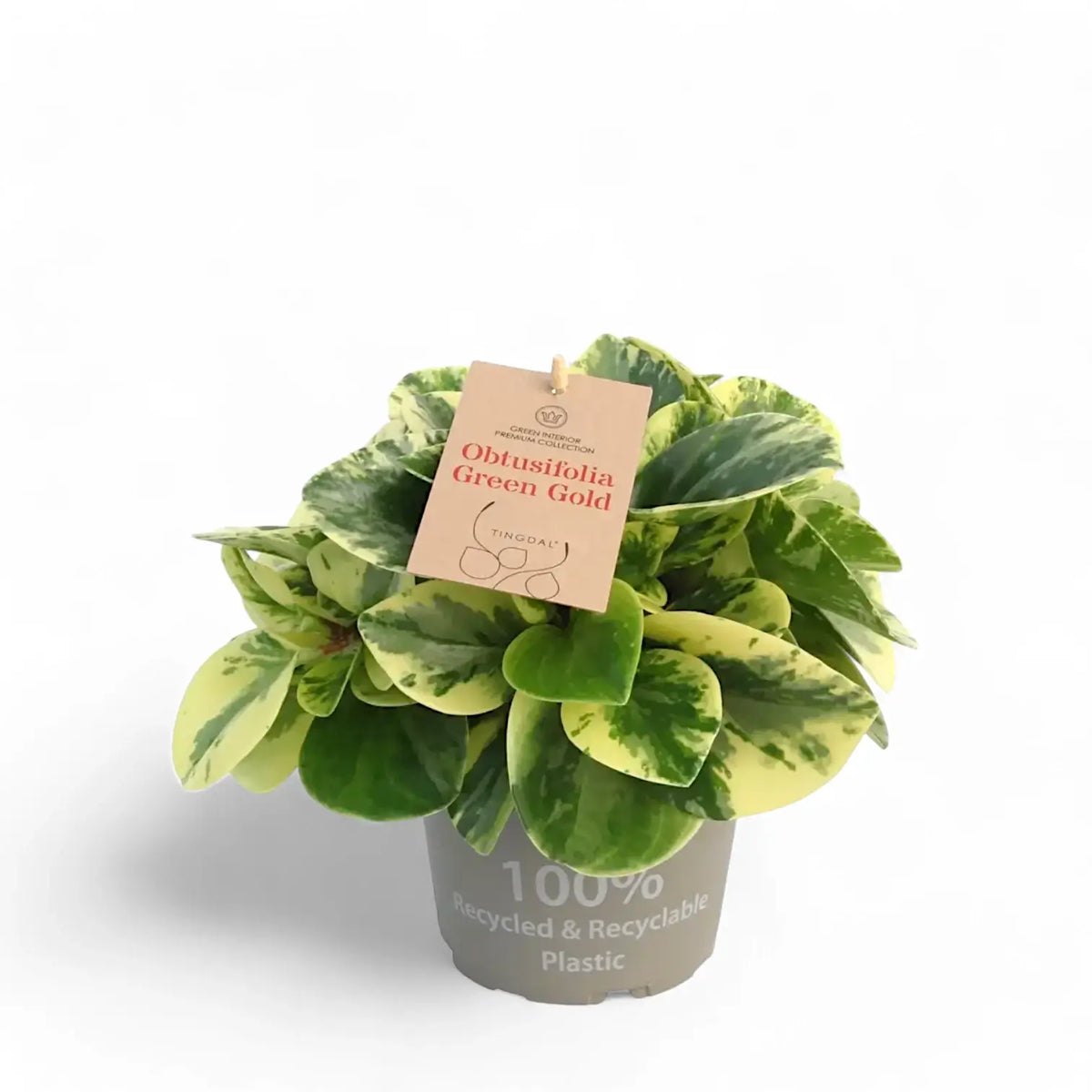 Peperomia obtusifolia 'Green Gold' – Zimmerpflanze im Kulturtopf auf weißem Hintergrund, Produktfoto 4.
