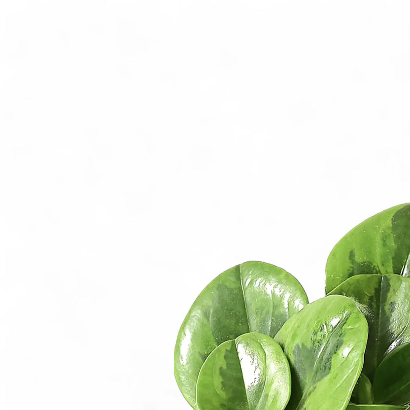 Peperomia obtusifolia 'Lime' – Blattdetail vor weißem Hintergrund..