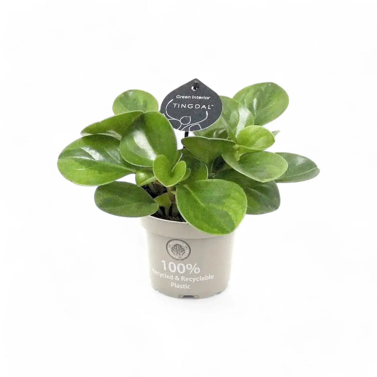 Peperomia obtusifolia 'Lime' potted plant in nursery pot on white background.