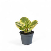 Peperomia obtusifolia 'Obtipan Bicolor' Zimmerpflanze im Anzuchttopf vor weißem Hintergrund, Produktfoto 2.