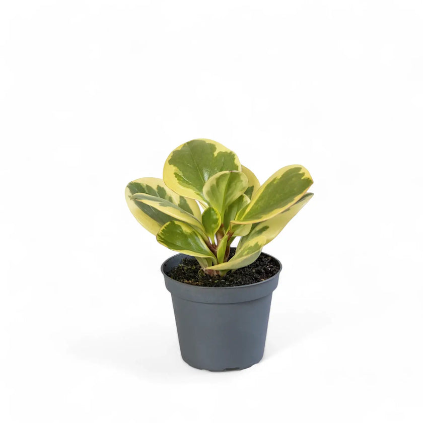 Peperomia obtusifolia 'Obtipan Bicolor' Zimmerpflanze im Anzuchttopf vor weißem Hintergrund, Produktfoto 2.