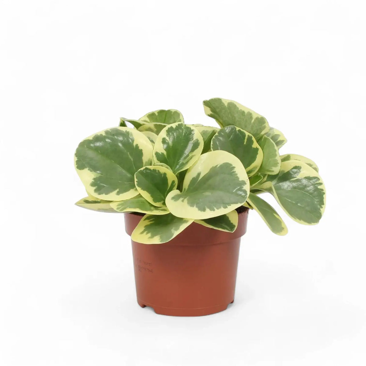 Peperomia obtusifolia 'Obtipan Bicolor' Zimmerpflanze im Anzuchttopf vor weißem Hintergrund, Produktfoto 3.