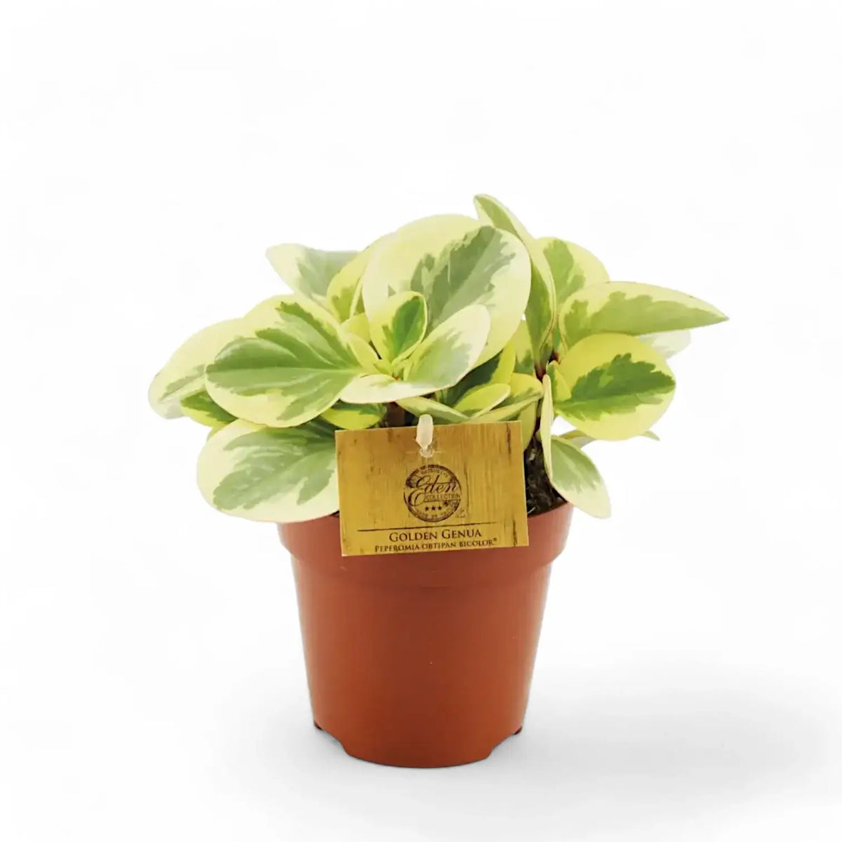 Peperomia obtusifolia 'Obtipan Bicolor' Zimmerpflanze im Anzuchttopf vor weißem Hintergrund, Produktfoto 4.