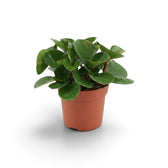 Kompakte Peperomia obtusifolia im Kulturtopf mit dicken, rundlichen Blättern.