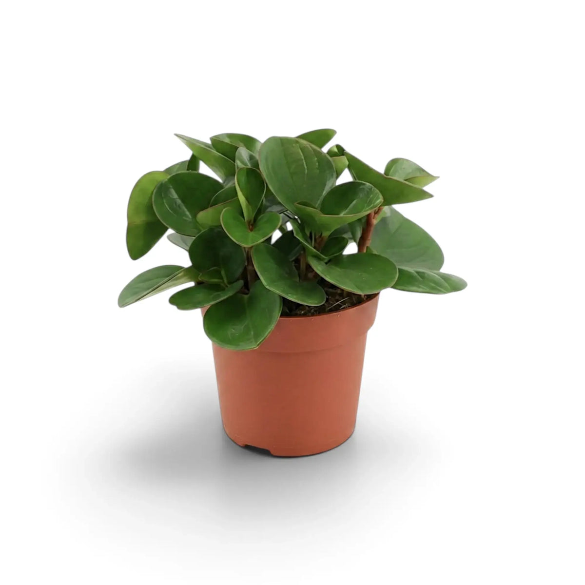 Kompakte Peperomia obtusifolia im Kulturtopf mit dicken, rundlichen Blättern.