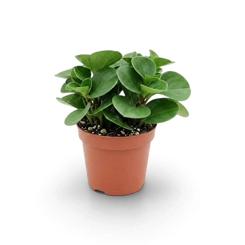 Front view of Peperomia obtusifolia showing its dense, rounded growth.