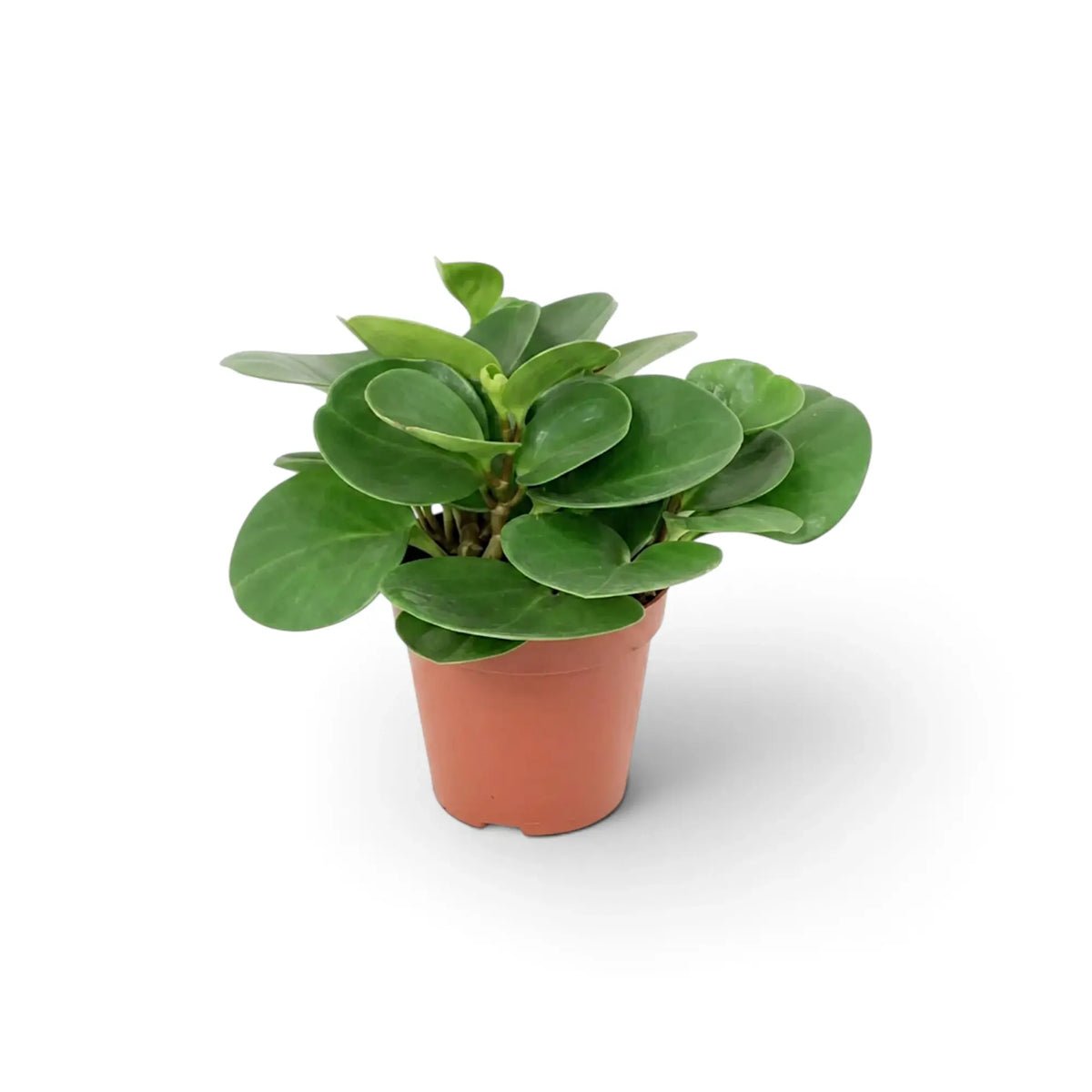 Kleine Peperomia obtusifolia im Kulturtopf mit kompaktem, rundlichem Laub.