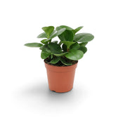 Peperomia obtusifolia schräg von vorn mit rötlichen Stielen unter glänzend grünen Blättern.