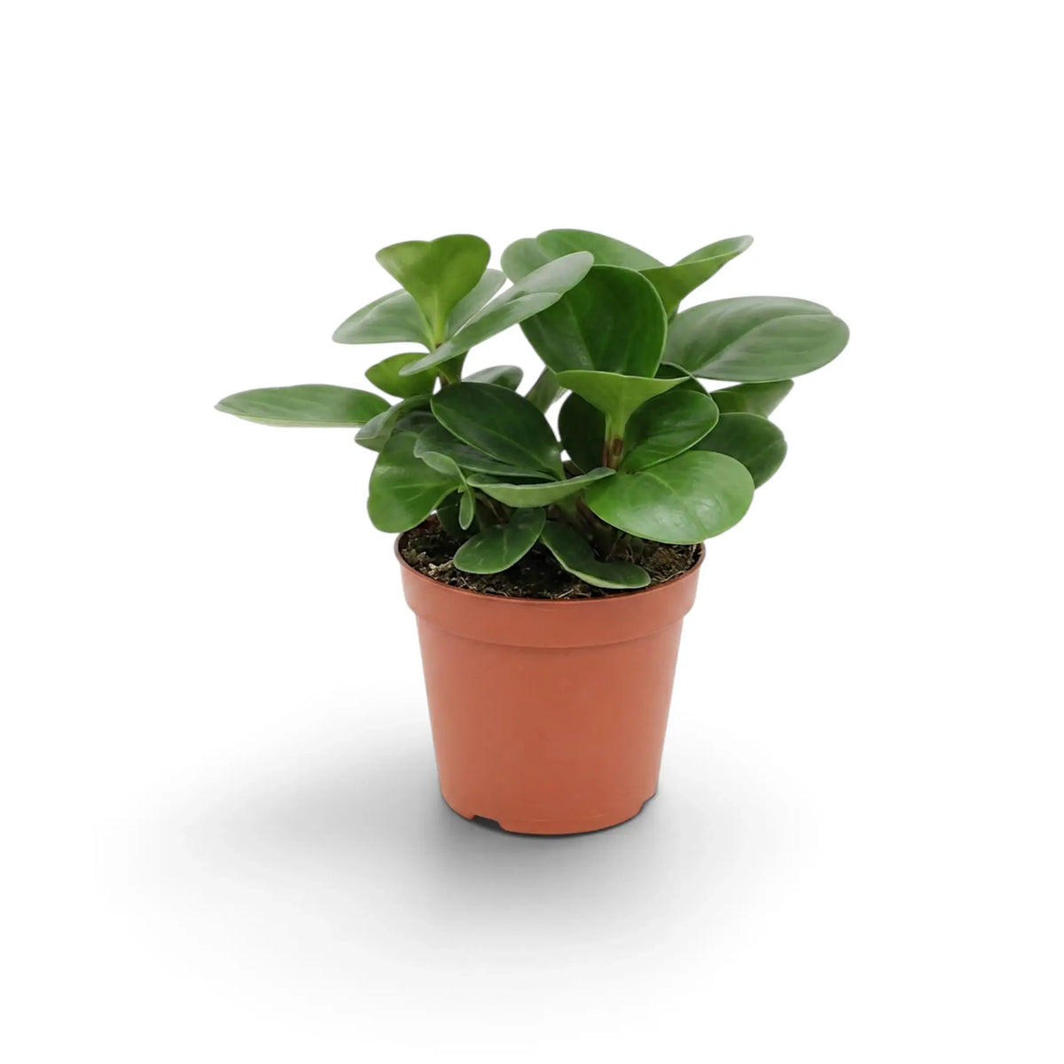 Peperomia obtusifolia schräg von vorn mit rötlichen Stielen unter glänzend grünen Blättern.