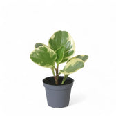 Peperomia obtusifolia 'USA' Zimmerpflanze im Anzuchttopf vor weißem Hintergrund, Produktfoto 2.