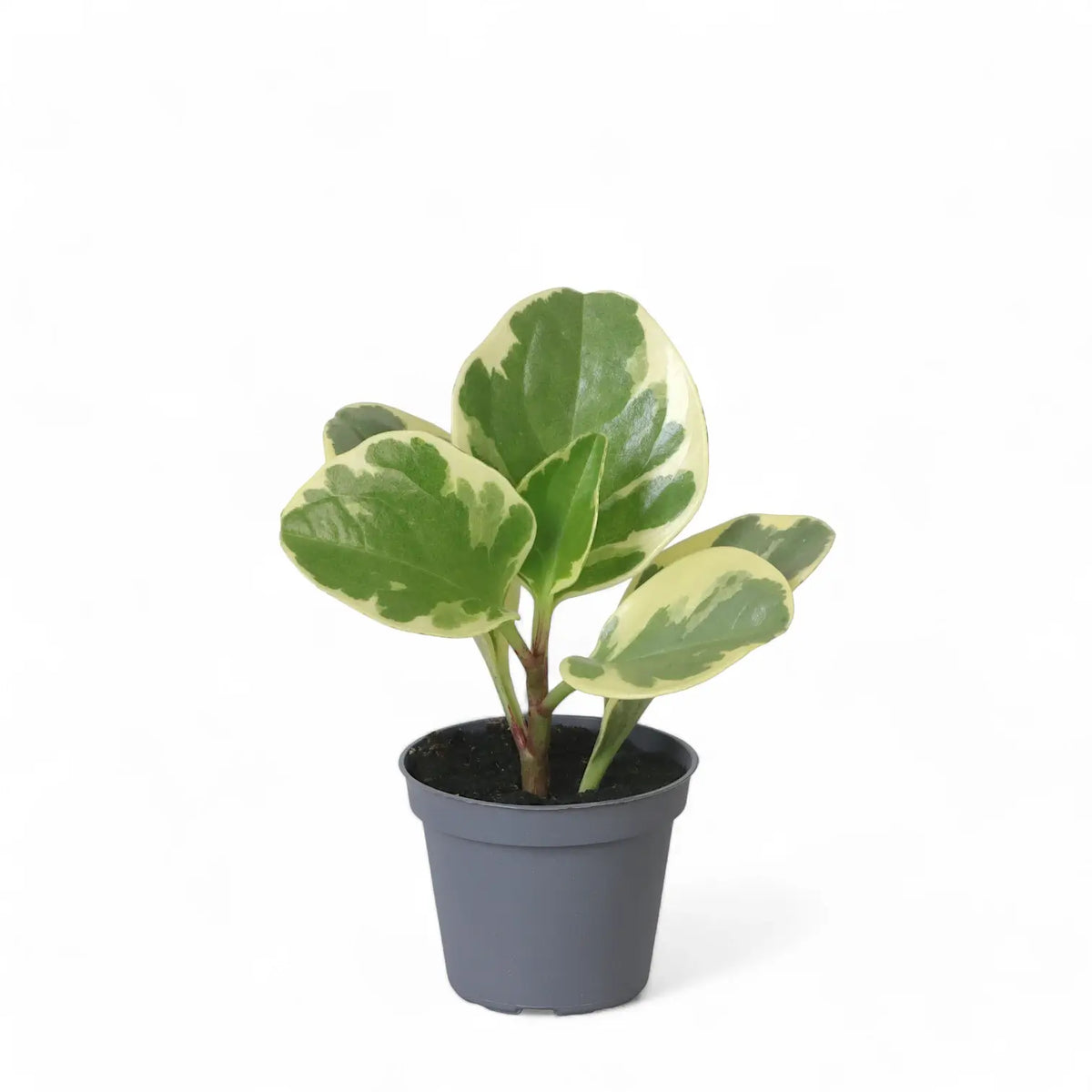 Peperomia obtusifolia 'USA' Zimmerpflanze im Anzuchttopf vor weißem Hintergrund, Produktfoto 2.