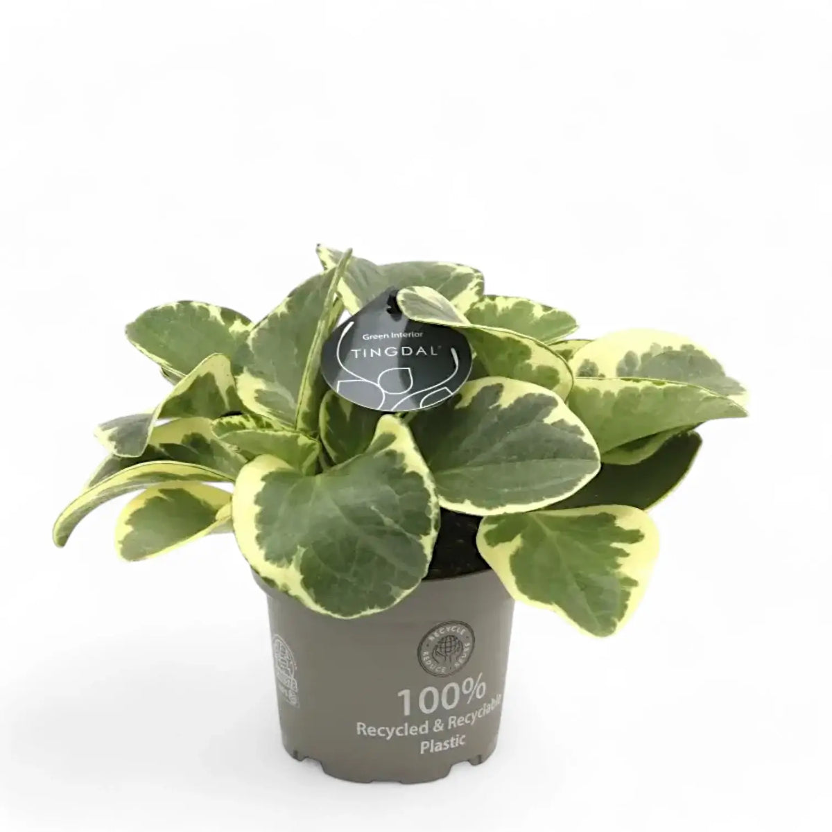 Peperomia obtusifolia 'USA' Zimmerpflanze im Anzuchttopf vor weißem Hintergrund, Produktfoto 3.