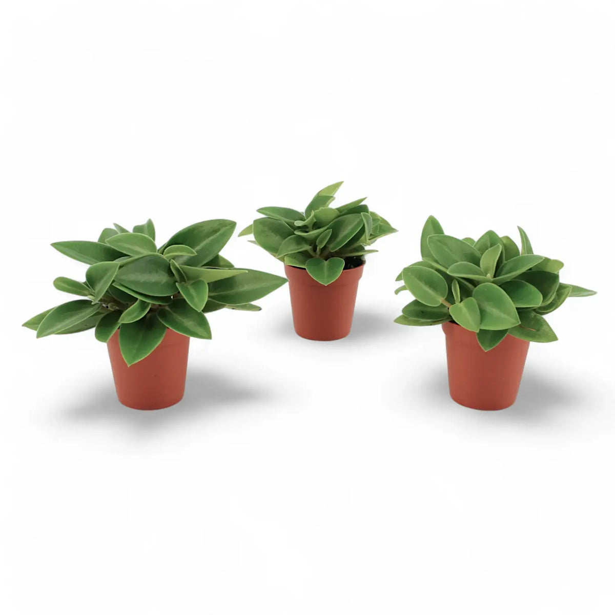 Peperomia orba 'Pixie' – Zimmerpflanze im Kulturtopf auf weißem Hintergrund, Produktfoto 2.